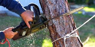 Trusted Excelsior, MN Tree Removal and Landscaping Services Experts